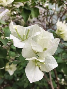 白色三角梅绽放