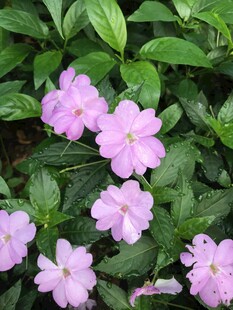 粉色小花绽放绿叶间