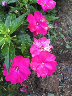 娇艳粉色长春花绽放