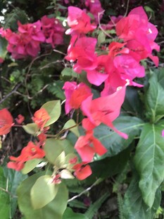 娇艳三角梅绽放