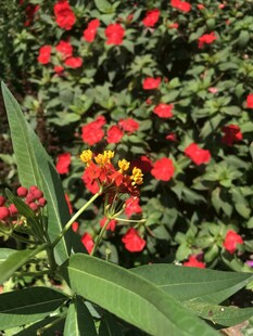 鲜艳花丛中的多彩花卉