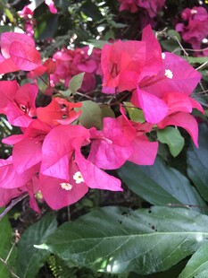 艳丽三角梅绽放