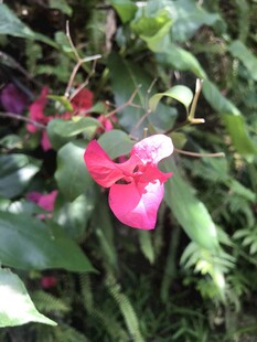 娇艳粉色花卉绽放绿叶间