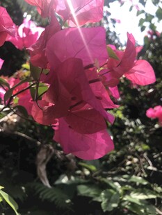 娇艳三角梅绽放于阳光下