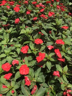 鲜艳红花朵朵开