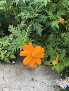 橙色花朵绽放于绿植间