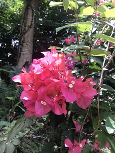 娇艳三角梅绽放于绿植间