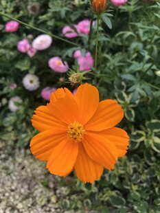 橙色波斯菊绽放花丛中