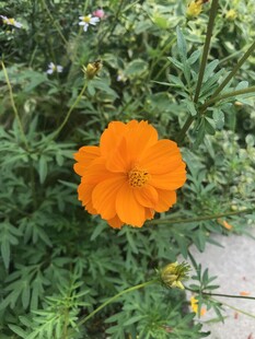 橙色花朵绽放于绿叶间