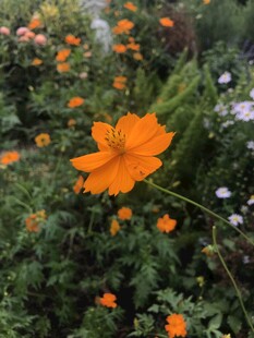 绽放的橙色波斯菊