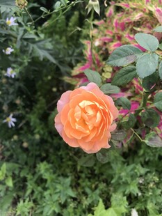 娇艳橙玫瑰绽放绿植间