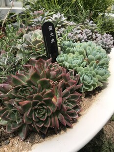 多彩多肉植物盆栽景观