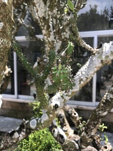 古朴苍劲的盆景树