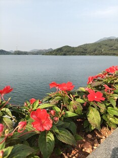 湖畔娇艳红花绽放