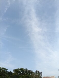 蓝天白云下的树梢风景