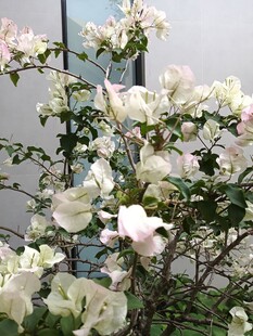 白色三角梅