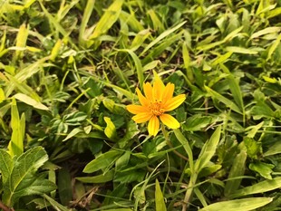 绿叶丛中的明艳小黄花