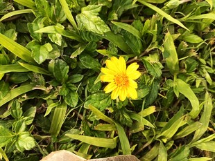 绿叶丛中的黄色小花
