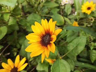 绽放的美丽黄色向日葵