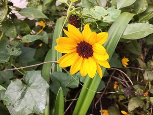 黄色小花绽放绿叶间