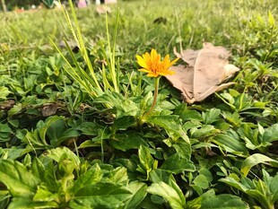 绿叶丛中一朵黄花