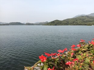 湖畔红花绽放美景