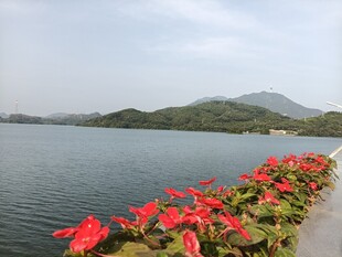 湖畔红花映碧水