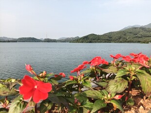 湖畔艳红花朵绽放
