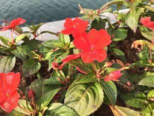 鲜艳红花绿叶植物景观