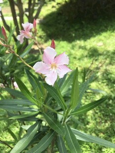 阳光下绽放的粉色夹竹桃