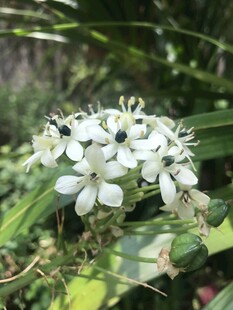 白色小花绽放绿叶间