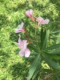 粉色夹竹桃绽放于绿叶间