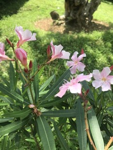 娇艳夹竹桃绽放于草地