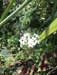 绿叶间的白色小花