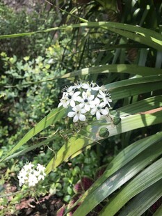 绿叶丛中的白色星状小花