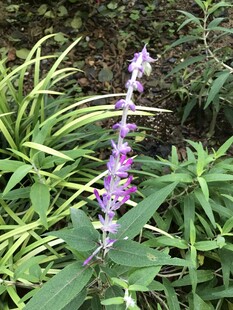 紫色花卉绽于绿植间
