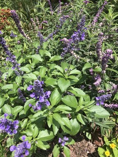 紫色花卉绿植繁茂景象