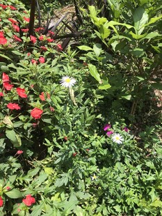 多彩花卉绿植景观