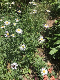 花园里的清新小雏菊