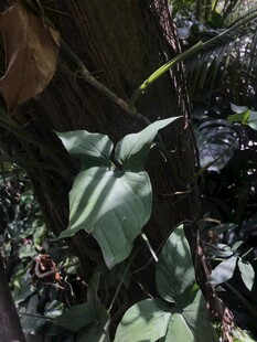 绿叶繁茂的植物景象