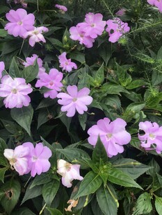 紫色小花绽放绿叶间