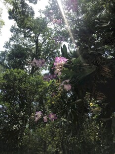 林间繁花映阳光