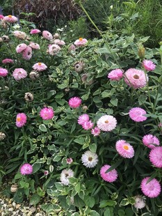 繁花似锦的美丽月季花