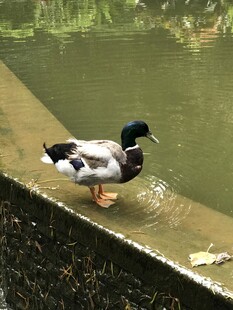 岸边的鸭子