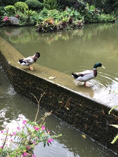 池塘边的鸭子