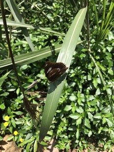 蝴蝶  