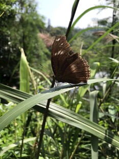 绿叶上的褐色蝴蝶