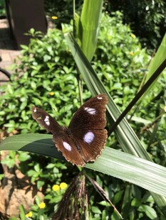 绿叶上的美丽蝴蝶