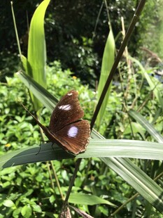 绿叶上的紫色斑点蝴蝶