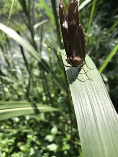 绿叶上停歇的棕色蝴蝶